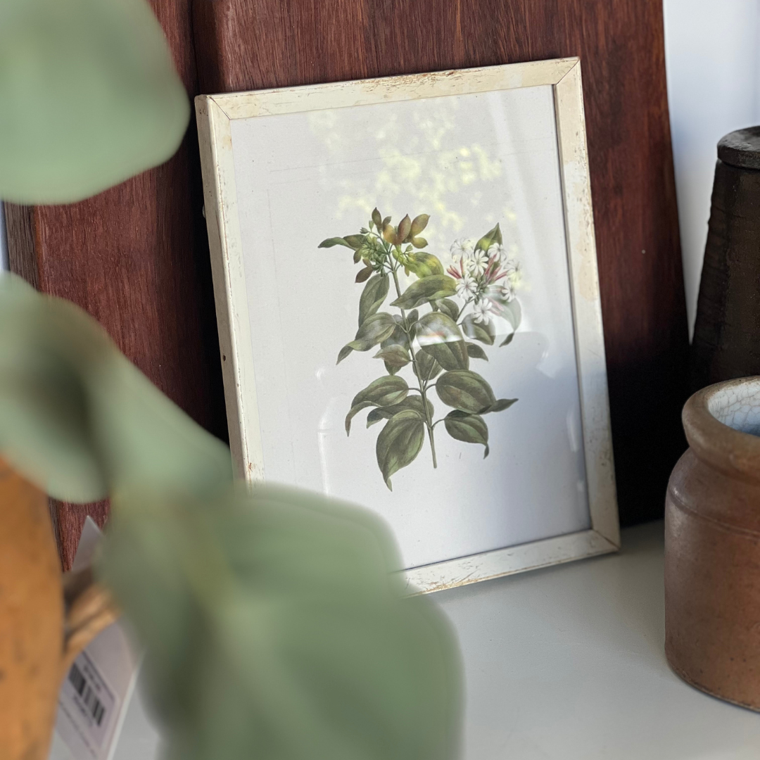 Botanical Print VI - Jasmine