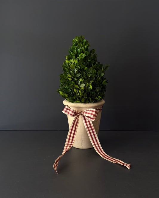 Potted Cone Tree Topiary