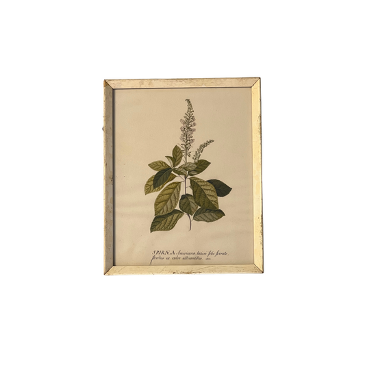 Botanical Print III - Spiraea