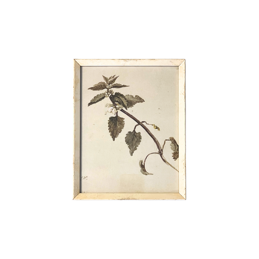 Botanical Print II - Foliated Branch