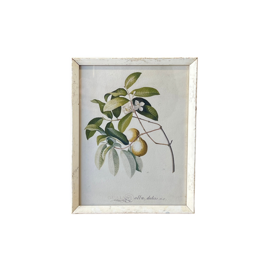 Botanical Print IV - Guava