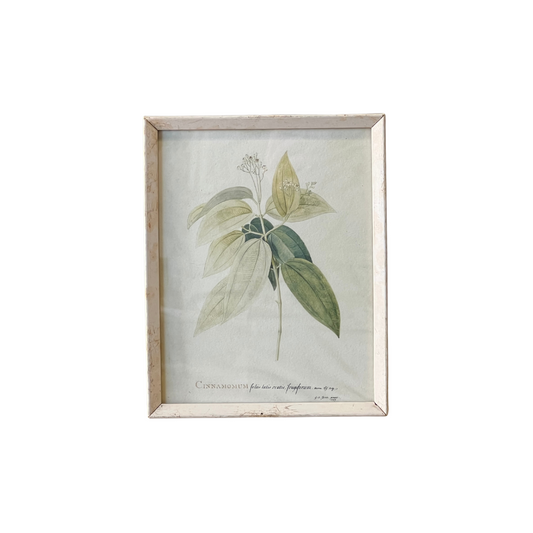 Botanical Print V - Cinnamonum