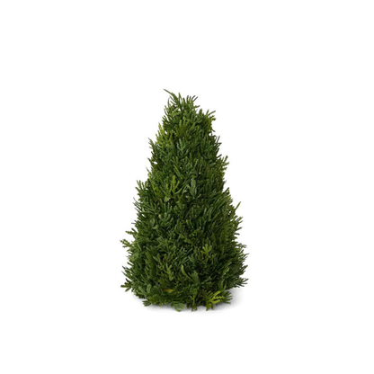 Cypress Tabletop Tree 33cm