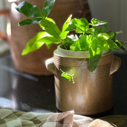 Vintage French Lidded Confit Pot