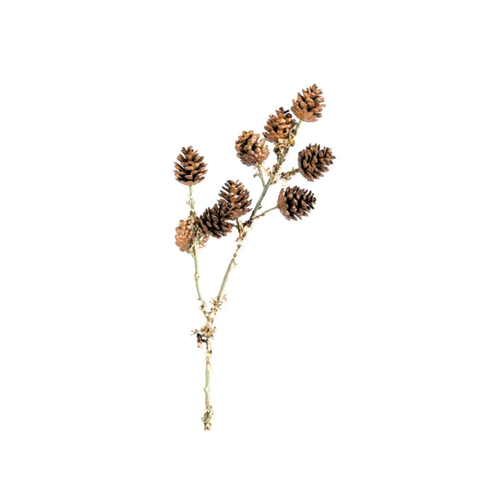 Pinecone Stem