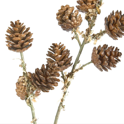 Pinecone Stem