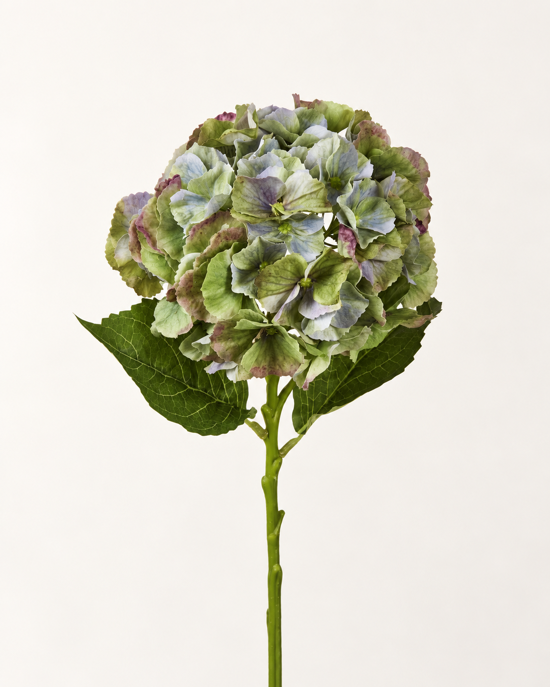 Vintage Hydrangea | 52cm