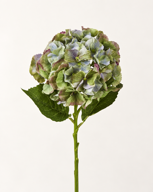 Vintage Hydrangea | 52cm